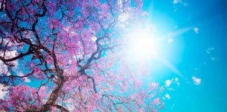 Testiranje na alergene