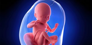 34. nedjelja trudnoće Izgled ploda u 34. nedjelji trudnoće