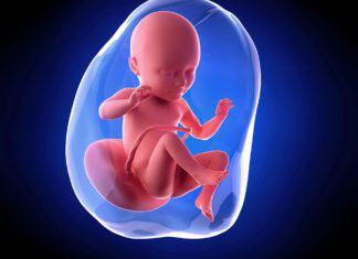 34. nedjelja trudnoće Izgled ploda u 34. nedjelji trudnoće