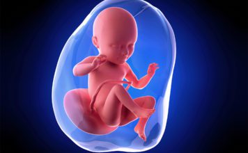 34. nedjelja trudnoće Izgled ploda u 34. nedjelji trudnoće