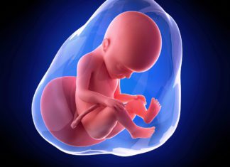 27. nedjelja trudnoće 27. nedjelja trudnoce