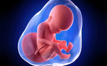 27. nedjelja trudnoće 27. nedjelja trudnoce