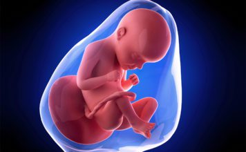 29. nedjelja trudnoce