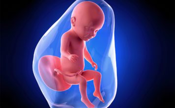 31 nedjelja trudnoce