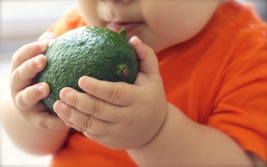 avokado za bebe