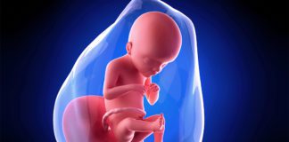 21. nedjelja trudnoće