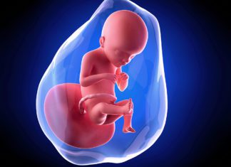 21. nedjelja trudnoće