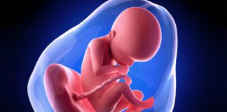 22. nedjelja trudnoće