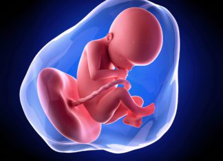 22. nedjelja trudnoće