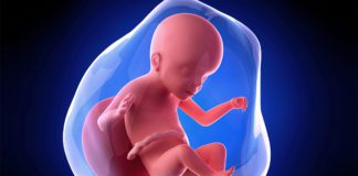 23. nedjelja trudnoće