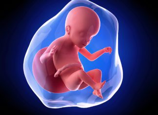 23. nedjelja trudnoće