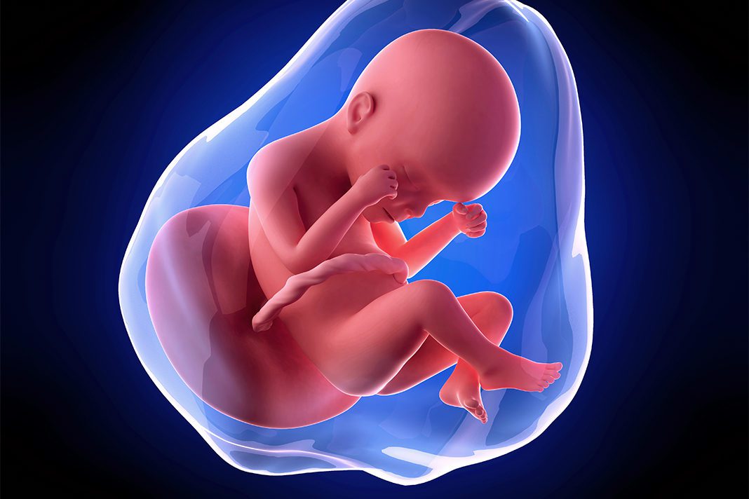 24-nedjelja-trudnoce-mamaklik