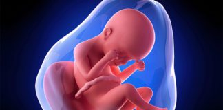 24. nedjelja trudnoće