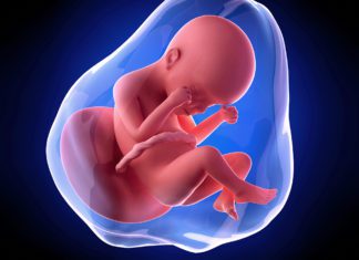 24. nedjelja trudnoće