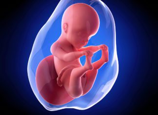 25. nedjelja trudnoće