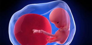 10. nedjelja trudnoće