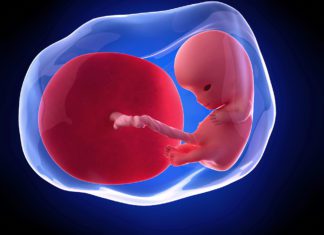 10. nedjelja trudnoće