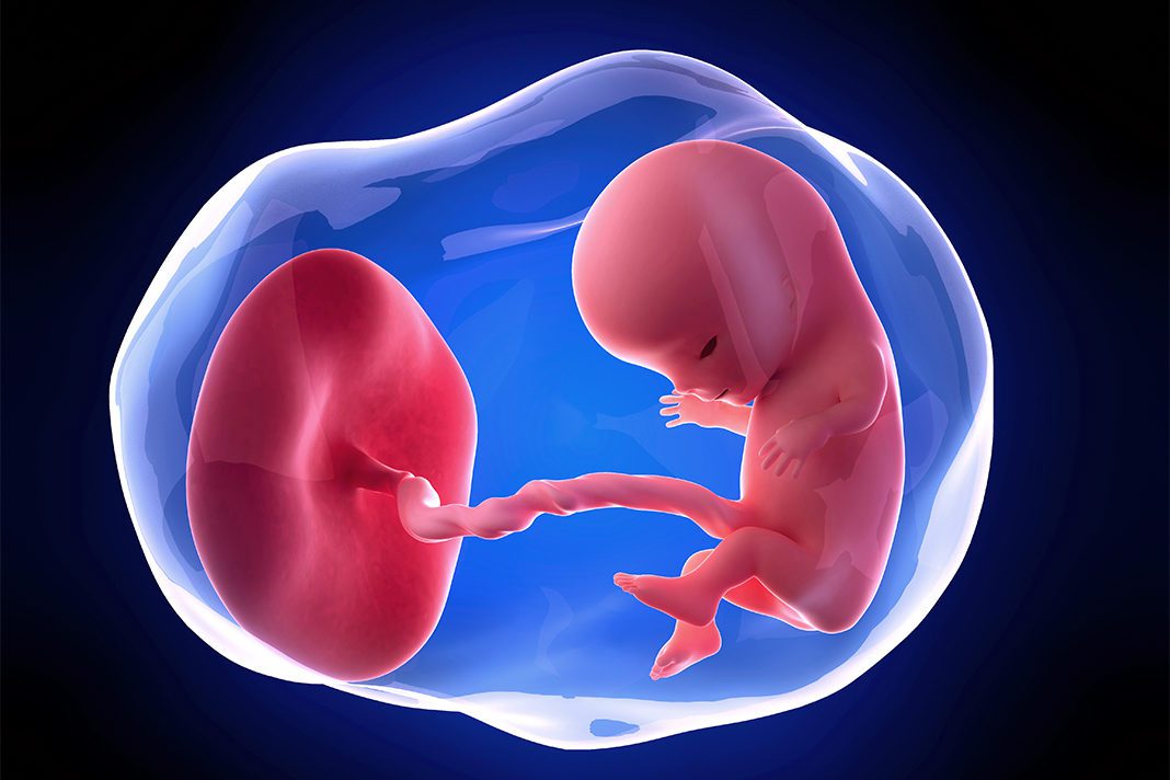 11-nedjelja-trudnoce-mamaklik