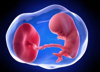 11. nedjelja trudnoće