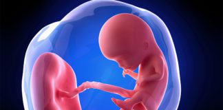 12. nedjelja trudnoće