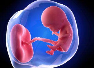 12. nedjelja trudnoće