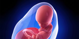 13. nedjelja trudnoće