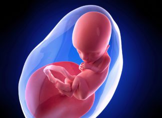 13. nedjelja trudnoće