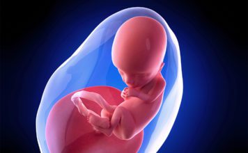 13. nedjelja trudnoće