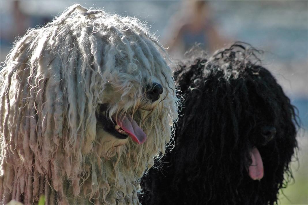 kucniljubimci-psi-mamaklik