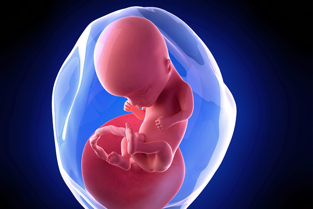 14-nedjelja-trudnoce---mamaklik