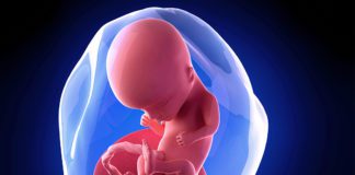 14. nedjelja trudnoće