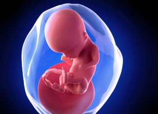 14. nedjelja trudnoće