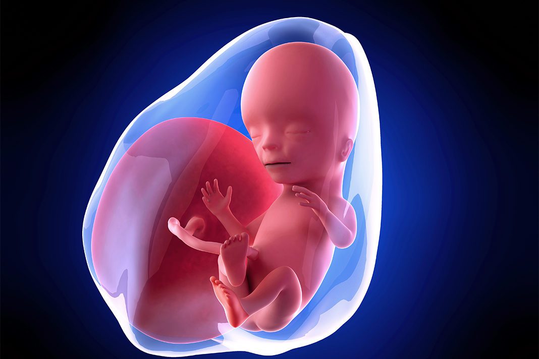 15-nedjelja-trudnoce-mamaklik