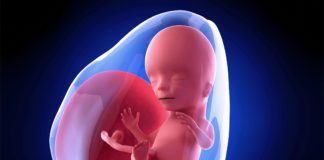 15. nedjelja trudnoće