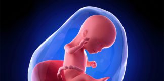 16. nedjelja trudnoće