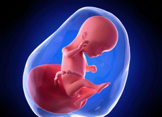 16. nedjelja trudnoće