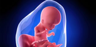 17. nedjelja trudnoće