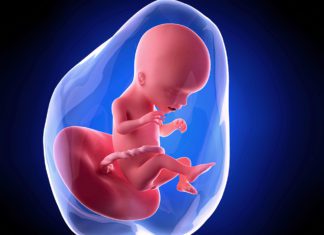 17. nedjelja trudnoće