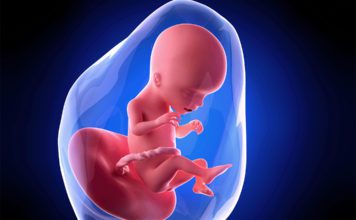 17. nedjelja trudnoće