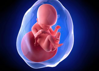 18. nedjelja trudnoće