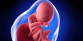 19. nedjelja trudnoće