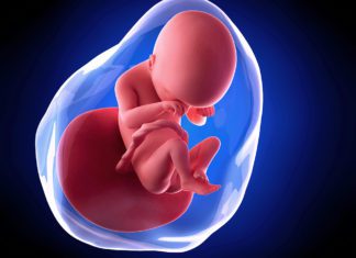 19. nedjelja trudnoće