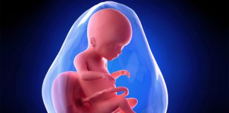 20. nedjelja trudnoće