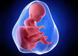 20. nedjelja trudnoće