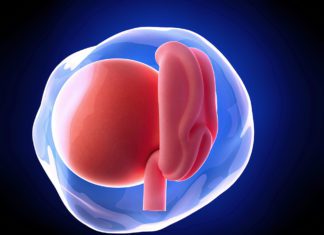 4. nedjelja trudnoće