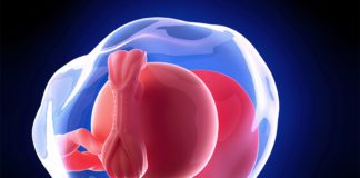 5. nedjelja trudnoće