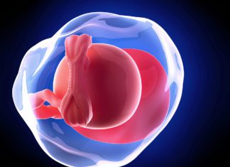 5. nedjelja trudnoće