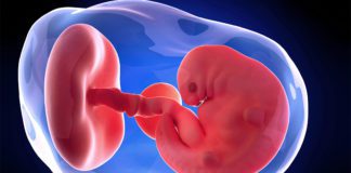 6. nedjelja trudnoće