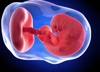 6. nedjelja trudnoće