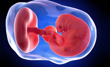 6. nedjelja trudnoće